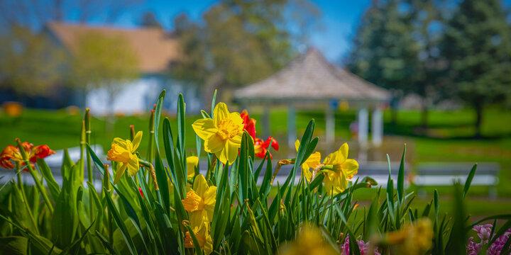 Daffodile Flower Heads Close-up, a springtime garden landscape at Tuthill Park House and Garden in Sioux Falls, South Dakota, Minnehaha County, USA