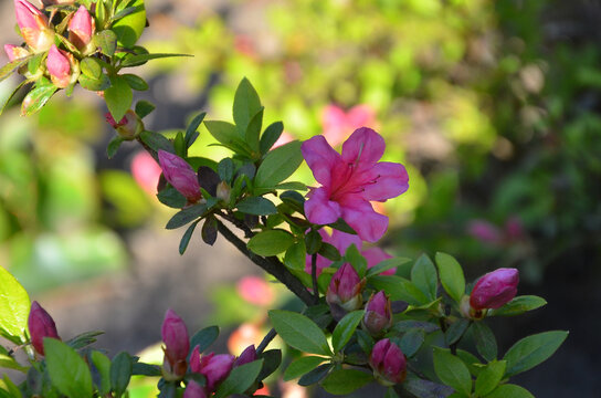  Closeup asalea branch with buds, bright pink flower and leaves . Rododendron obtusum japonicum in spring blooming season.