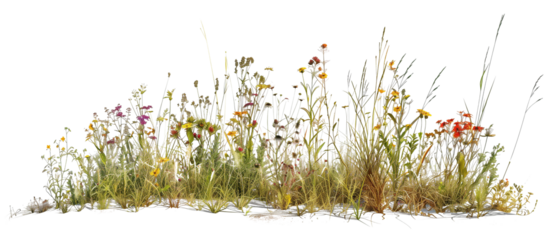 Patch of wildflowers and native grasses along a rural roadside, enhancing the natural landscape, isolated on transparent background