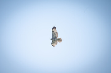 soaring