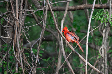 Red Cardinal