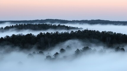  trees in foreground, pink sky in background