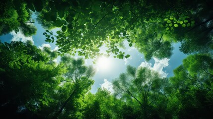 Fresh green forest with sunbeams and lens flare. Nature background