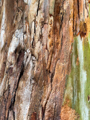 Nature background. Colored tree bark. Close-up.