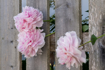 Multiple pink peony flowers poking out between grey wooden and worn boards of a tall garden fence. The pale pink flowers are in full bloom. There are lush green trees in the backyard under a blue sky.