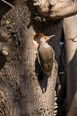 A male Northern flicker, Colaptes auratus, is a large woodpecker with a black bib and spotted belly. The bird has a red nape, slim tan-colored head, black whiskers, and yellow shaft and tail feathers.