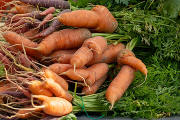 Closeup of bunches of small ripe organic carrots with the stalks attached lying on a supermarket shelf. The colorful orange vegetable is clean, long, and pointy with deep green stalks of leaves. 