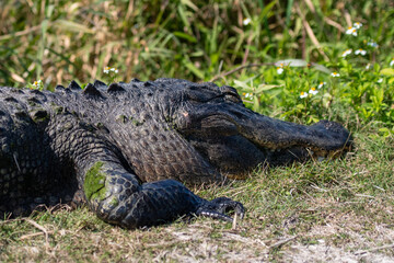 A large powerful leathery adult alligator basking in the sun in a marsh. The semi-aquatic reptile has a muscular body with a broad flat head and u-shape snout. The skin has dark grey scales. 
