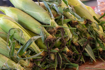A harvest stockpile of fresh, sweet, whole, and raw organic corn husks. The cob has vibrant green...
