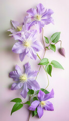 Elegant Purple Clematis Flowers in Soft Focus