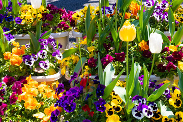 チューリップの花壇