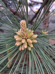 close up of pine cone