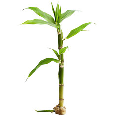 Obraz premium Young Bamboo Shoot with Fresh Leaves isolated on white or transparent background