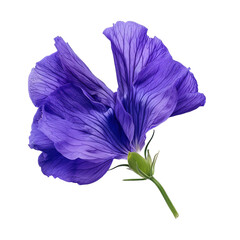 Vibrant Butterfly Pea Blossom isolated on white or transparent background