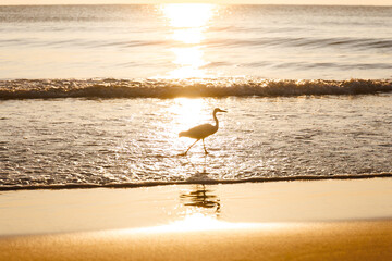 white egret bird walking on the tropical sand beach at sunset