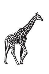 Graphical giraffe on white background,vector illustration. African animal	