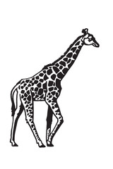 Naklejka premium Graphical giraffe on white background,vector illustration. African animal 