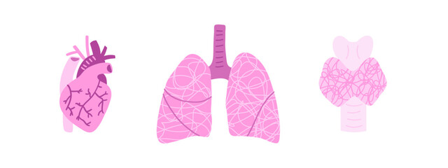WebSet of human organs with heart, lungs and thyroid gland. Vector illustration in flat style.
