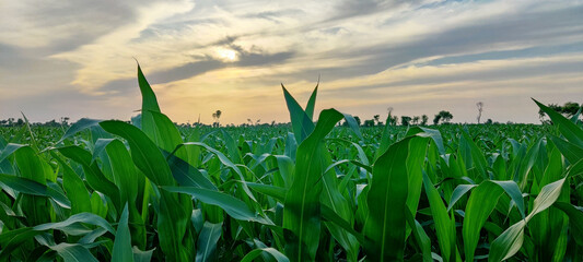 Vast lush green and brown fields of maize and wheat under the cloudy sky. © Tasawar