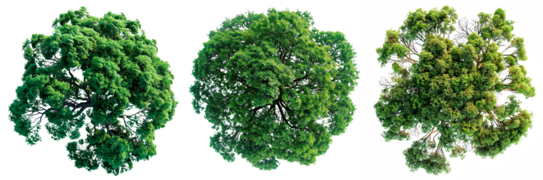 A set of trees with green leaves isolated on a white or transparent background. Close-up of trees from a bird's eye view, seen from above. Graphic design element on the theme of nature and trees.