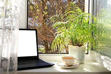 A cup of tea, a computer, a homemade palm tree in pots on a sunny window. Concept of home coziness, comfort and home office. Computer mobility and healthy lifestyle, selective focus.