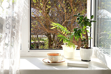 A cup of tea, a crassula flower and a homemade palm tree in pots on a sunny window. The concept of home coziness, comfort and welcoming spring. Beautiful floral arrangement with exotic plant,