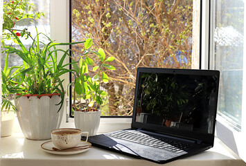 A cup of tea, a computer, a Kalanchoe and aloe flower in pots on a sunny window. Concept of home coziness, comfort and home office. Computer mobility and healthy lifestyle,