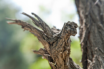 a bird figurine from broken tree branch