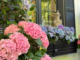 Beautiful balcony garden with hydrangeas flowers.