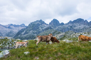 Obraz premium Summer landscape in Vall de Boi in Aiguestortes and Sant Maurici National Park, Spain