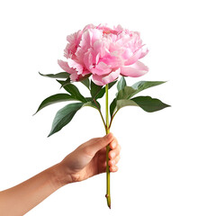 Peony flower in pink held by a woman, perfect for Mother’s Day, Valentine’s Day, and Women’s Day, Isolated on Transparent Background, PNG