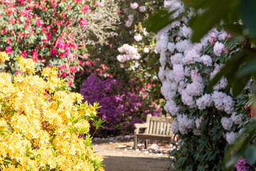 Fototapeta na wymiar Floral colours in springtime: brightly coloured rhododendron flowers, photographed at end April in Temple Gardens, Langley Park, Iver Heath, UK.