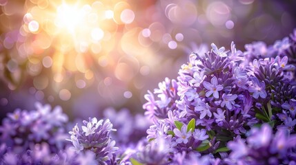   A tight shot of numerous purple blooms against a background illuminated by a brilliant light