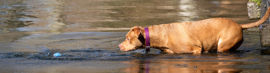 Chestnut brown dog in a purple collar standing in the river with intense focus on a ball in the water in the dog park
