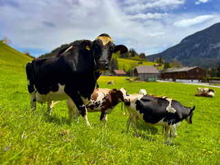 Cows grazing, Rougemont, VD