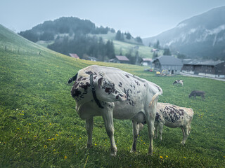 Brown speckled Cow looks round