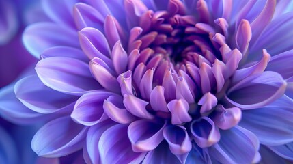 A close-up image of a purple dahlia flower. The petals are tightly packed and have a slightly curled appearance. The center of the flower is a deep purple color.

