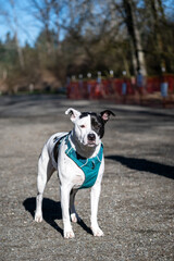 Portrait of a black and white dog in a blue harness on a sunny spring day in the dog park
