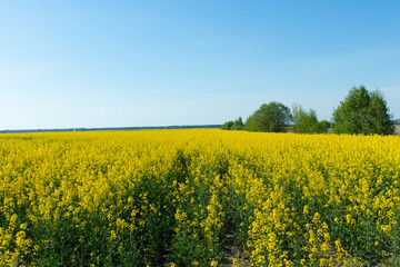 Landscape with a yellow field of radish on a sunny day against the blue sky with clouds.