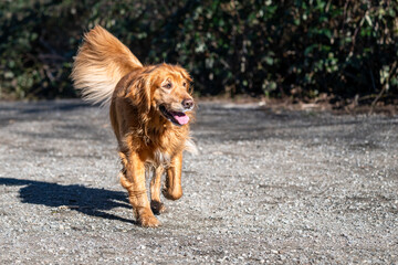 Happy golden retriever running on a gravel path in the dog park on a sunny spring day
