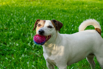 Dog. Jack Russell terrier. Pet. A happy purebred dog with a toy.