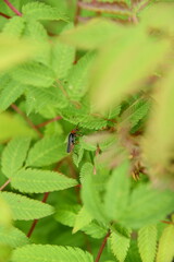 insect on a leaf