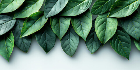 Fototapeta premium green leaves on a white background
