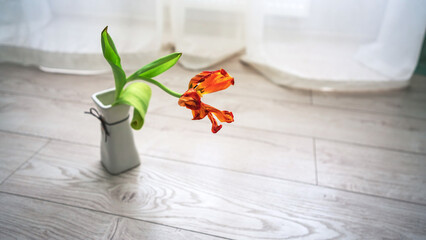 Wilted orange tulip in gray vase on light wood floor portraying fading beauty. Soft natural light...