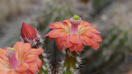 Kaktus Natur © Ewald