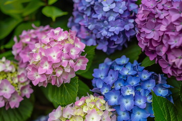 Beautiful display of pink and blue hydrangeas in a garden, perfect for spring and decoration themes