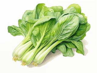 Bok choy watercolor style isolated on white background