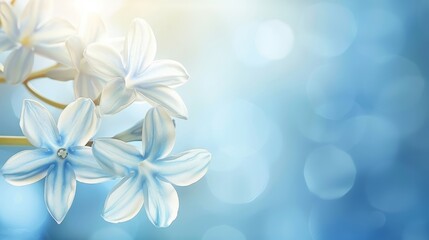   A tight shot of numerous white blooms against a blue-and-white backdrop, with the background softly blurred