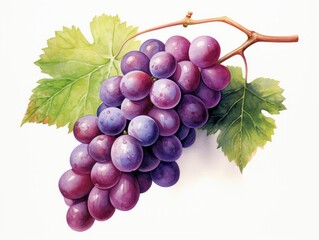 Grape watercolor style isolated on white background