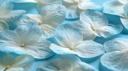   A collection of white blooms atop a blue background; their central petals pristinely white